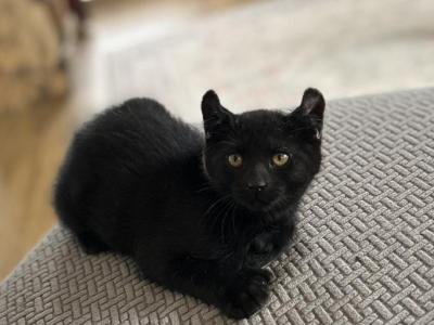 Polydactyl Black Male Kittens - Polydactyl - Gallery Photo #1
