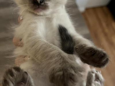 Female Siamese - Domestic - Gallery Photo #1