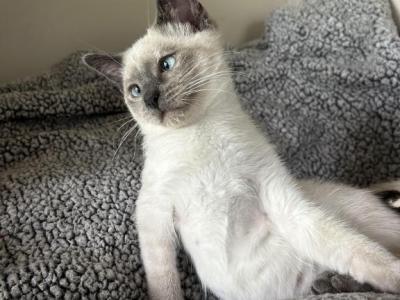 Lola - Siamese - Gallery Photo #1