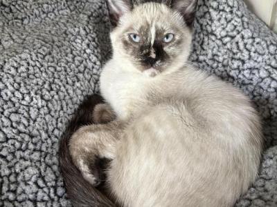 Lila - Siamese - Gallery Photo #1
