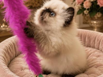 Himalayan Boy - Persian - Gallery Photo #1