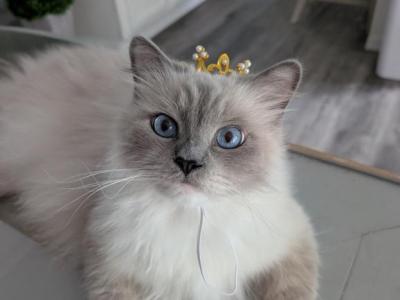 Miss Kitty Purry's Litter - Ragdoll - Gallery Photo #1