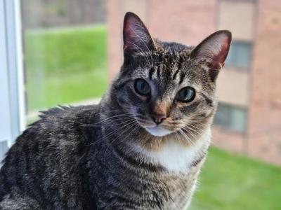 Sami - American Shorthair - Gallery Photo #1