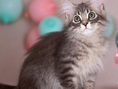 Felix - Siberian - Gallery Photo #1