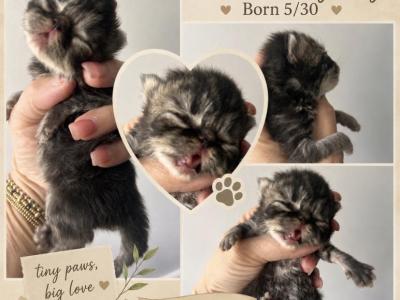 Brown Tabby Boy - Persian - Gallery Photo #1