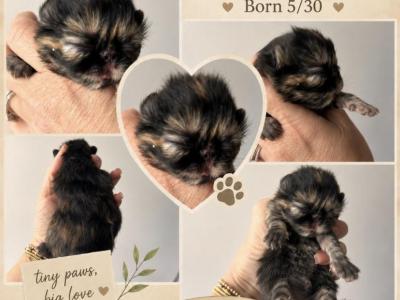 Tortoiseshell Girl - Persian - Gallery Photo #1