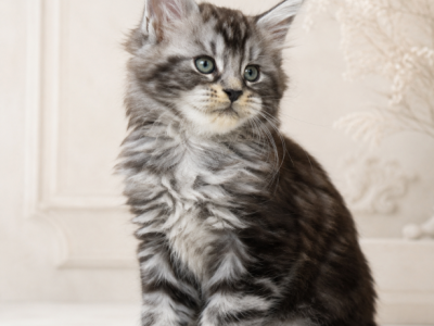 European Maine Coon Cattery Www Lynxrunecode Com - Maine Coon - Gallery Photo #1