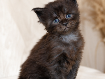 European Maine Coon Kittens Www Lynxrunecode Com - Maine Coon - Gallery Photo #1