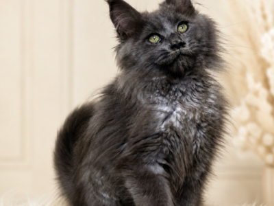 Maine Coon Kittens Available Www Lynxrunecode Com - Maine Coon - Gallery Photo #1