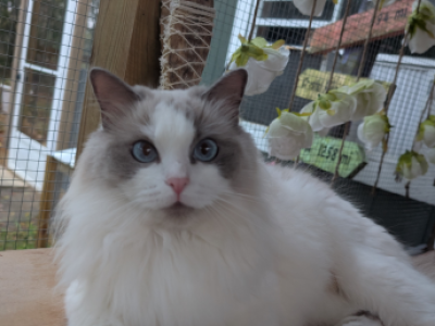 Lizzy's Litter - Ragdoll - Gallery Photo #1