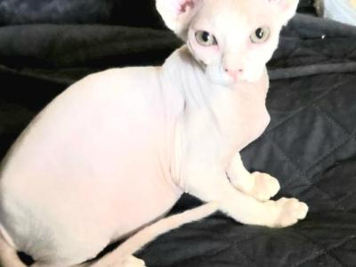 Pinkies - Sphynx - Gallery Photo #1