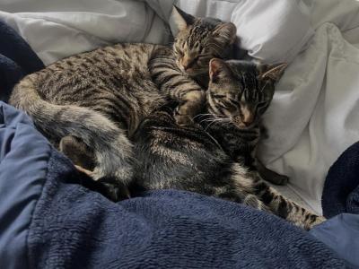 Mili And Hunter - Domestic - Gallery Photo #1