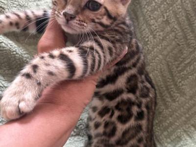 Lumi Brown Female 1 - Bengal - Gallery Photo #1
