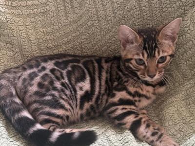 Lumi Litter - Bengal - Gallery Photo #1