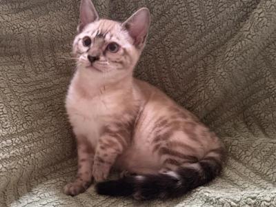 Lumi Snow - Bengal - Gallery Photo #1
