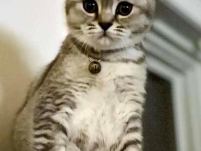 Freddie Mercury - British Shorthair - Gallery Photo #1