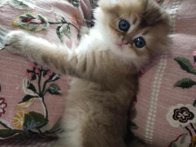 Aston - Scottish Fold - Gallery Photo #1