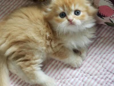 Martin - Scottish Fold - Gallery Photo #1