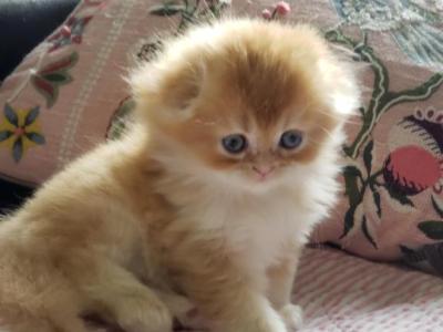 Martin - Scottish Fold - Gallery Photo #1