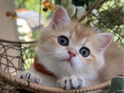 Cutie - Scottish Fold - Gallery Photo #1