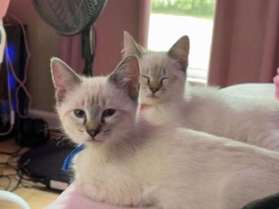 Blue Collar - Siamese - Gallery Photo #1