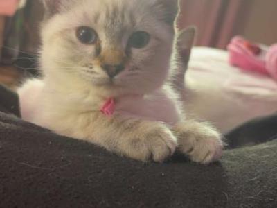 Pink Collar - Siamese - Gallery Photo #1