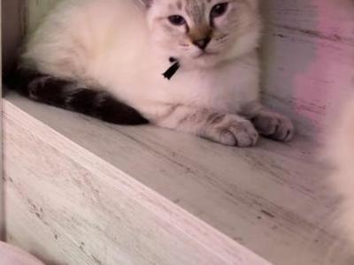 Black Collar - Siamese - Gallery Photo #1