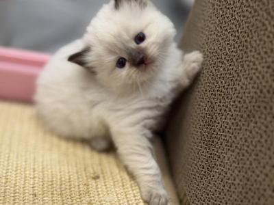 Traditional Seal Point - Ragdoll - Gallery Photo #1