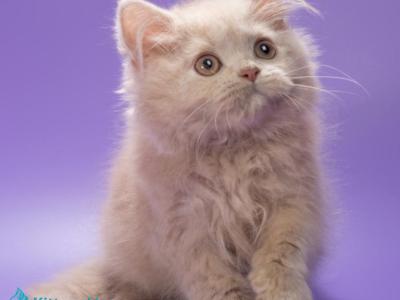 Alisa - British Shorthair - Gallery Photo #1