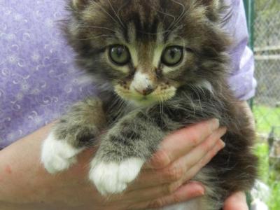 Cutie Pie's Kittens - Maine Coon - Gallery Photo #1