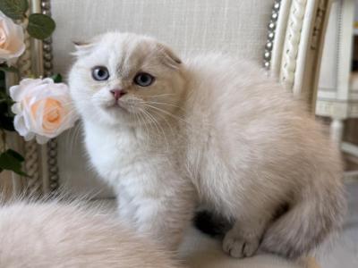Scottish Fold Seal Point Brothers - Scottish Fold - Gallery Photo #1