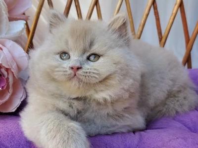 Teo - British Shorthair - Gallery Photo #1