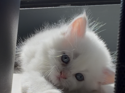White Lion - British Shorthair - Gallery Photo #1