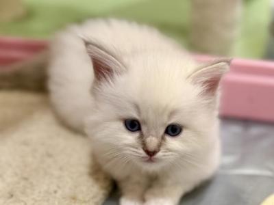 Traditional Lilac Point - Ragdoll - Gallery Photo #1
