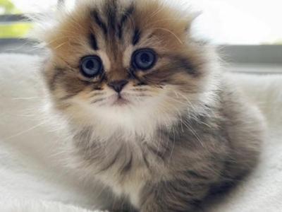 Teddy - Scottish Fold - Gallery Photo #1