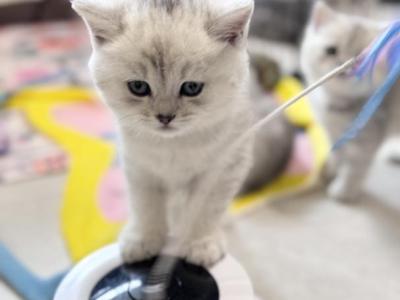Jack - British Shorthair - Gallery Photo #1