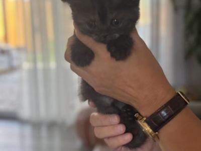 Luna - Scottish Straight - Gallery Photo #1