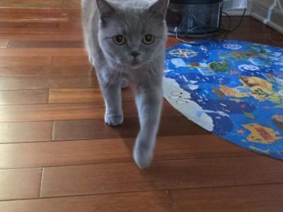Masya - British Shorthair - Gallery Photo #1