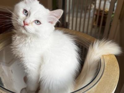 Electric - Ragdoll - Gallery Photo #1