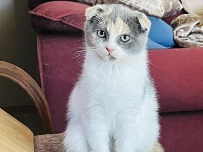 Mimosa - Scottish Fold - Gallery Photo #1