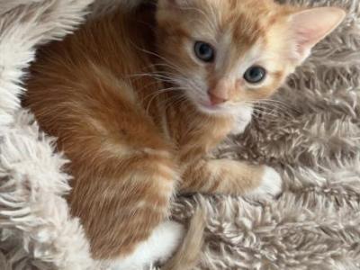 Bambi - Domestic - Gallery Photo #1