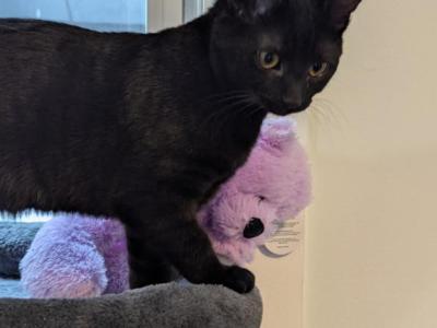 Sir Goopy Eyes - Domestic - Gallery Photo #1