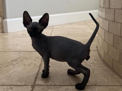 Sphynx Kittens - Sphynx - Gallery Photo #1