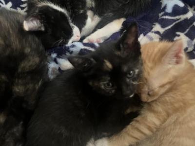 Zatar - Domestic - Gallery Photo #1