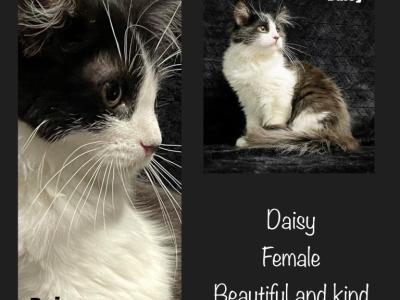 Daisy - American Longhair - Gallery Photo #1