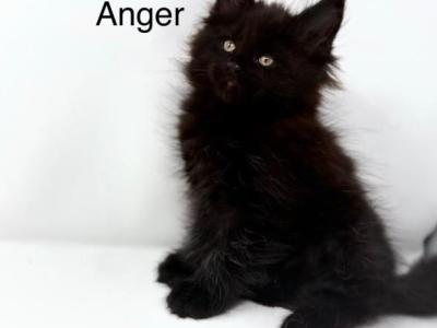 Anger - Maine Coon - Gallery Photo #1