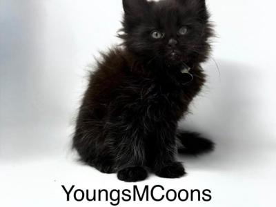 Pouchy - Maine Coon - Gallery Photo #1