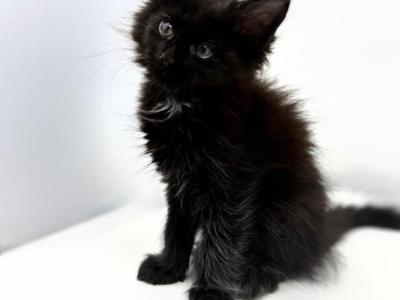 Sadness - Maine Coon - Gallery Photo #1