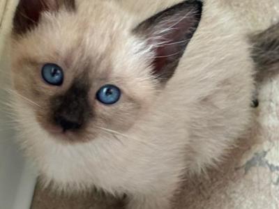 Seal Point Siamese Kittens - Siamese - Gallery Photo #1