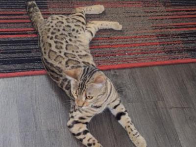 Cleo - Bengal - Gallery Photo #1